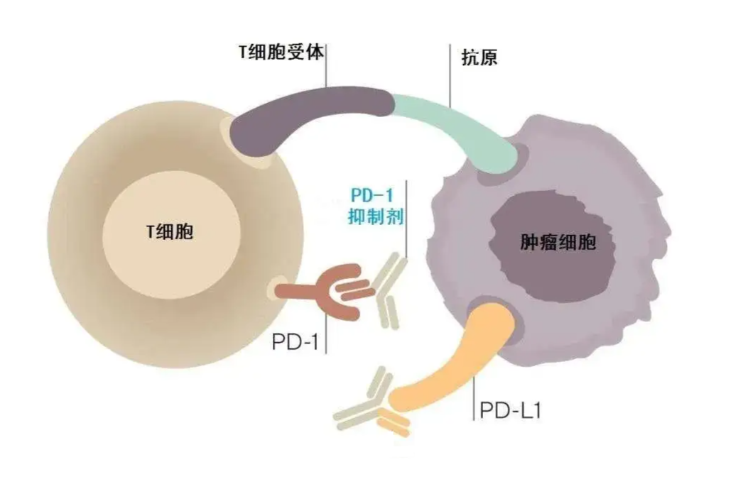 新澳精准资料免费提供265期003期 11-22-07-39-42-18T：06,新澳精准资料免费提供，探索第265期与003期的奥秘（附11-22-07-39-42-18T，06分析）