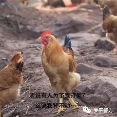 2025新澳今晚资料鸡号几号财安126期 07-29-34-41-44-48W：32,探索未来财富之路，新澳今晚资料解析与财务规划展望